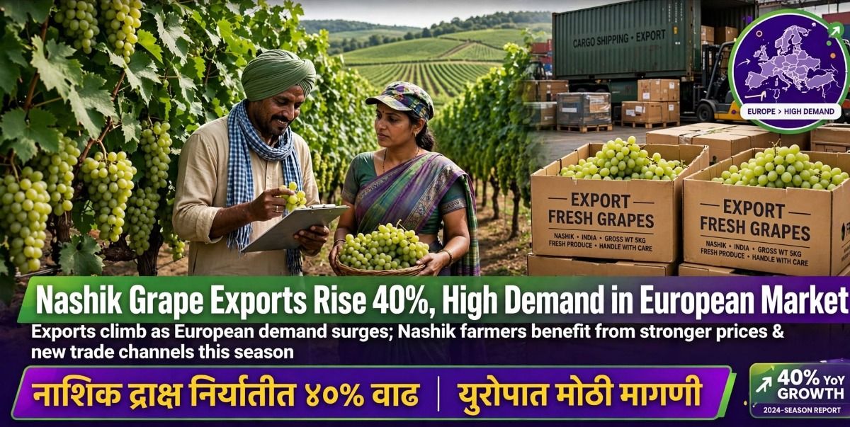 नाशिकच्या द्राक्ष निर्यातीत तब्बल ४०% वाढ; युरोपीय बाजारात महाराष्ट्राच्या मालाला मोठी मागणी